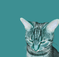Cat with a teal filter on a solid teal background
